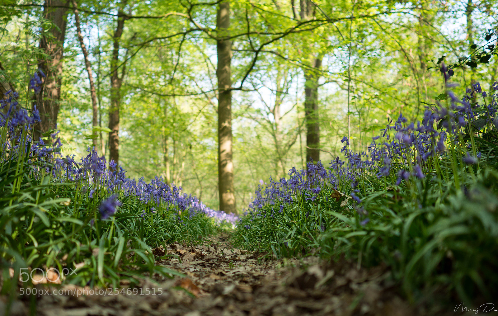 Olympus OM-D E-M10 II sample photo. Le temps des jacinthes photography