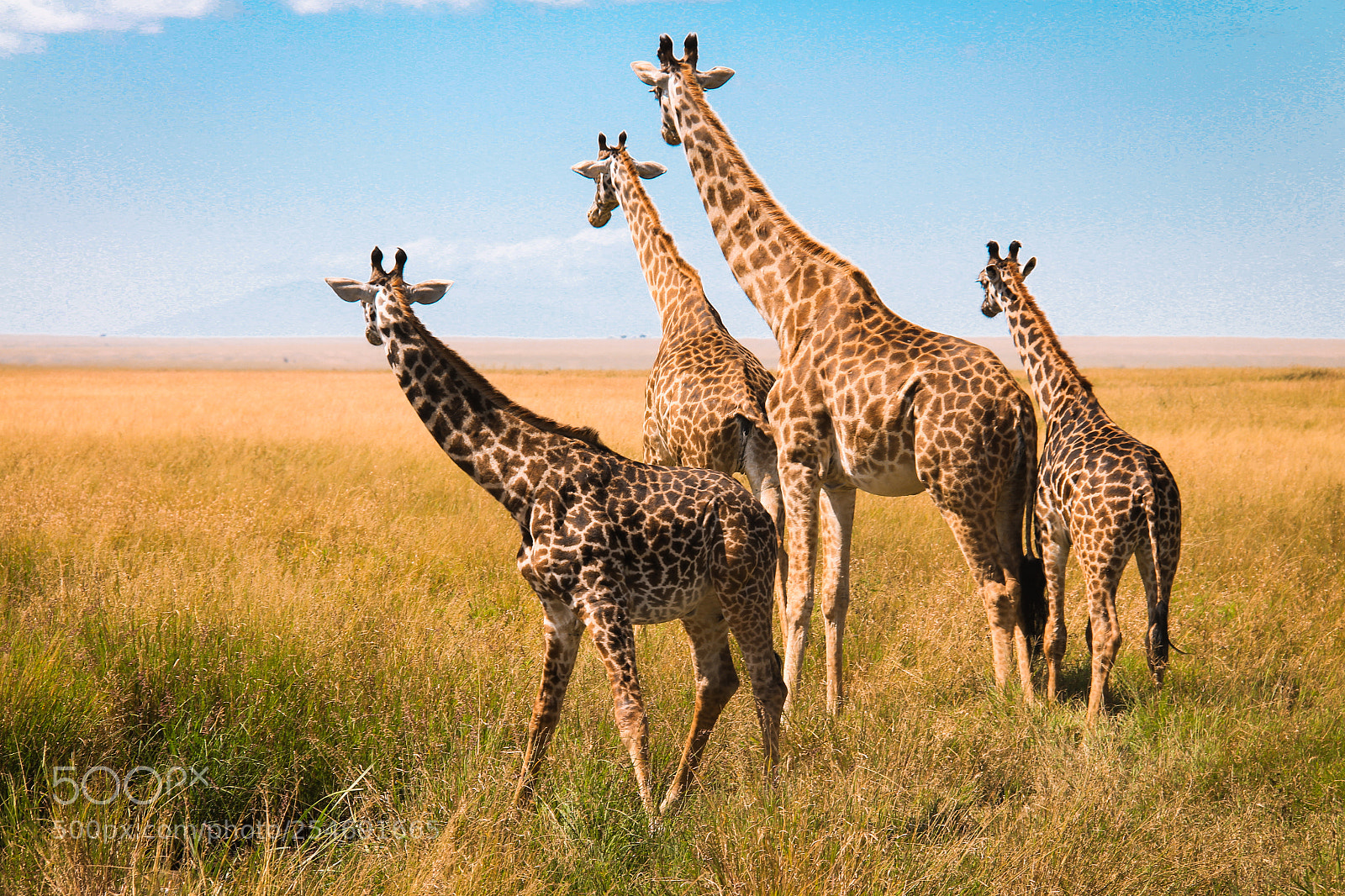Canon EOS 700D (EOS Rebel T5i / EOS Kiss X7i) sample photo. Family of giraffes by photography