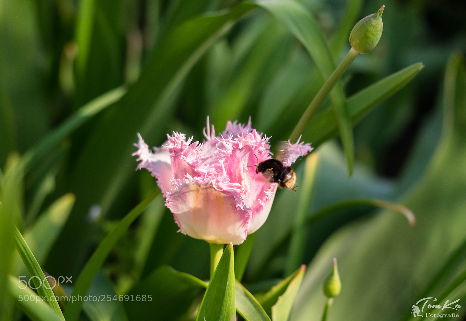Olympus OM-D E-M1 sample photo. Gefranste tulpe dallas (tulipa) photography