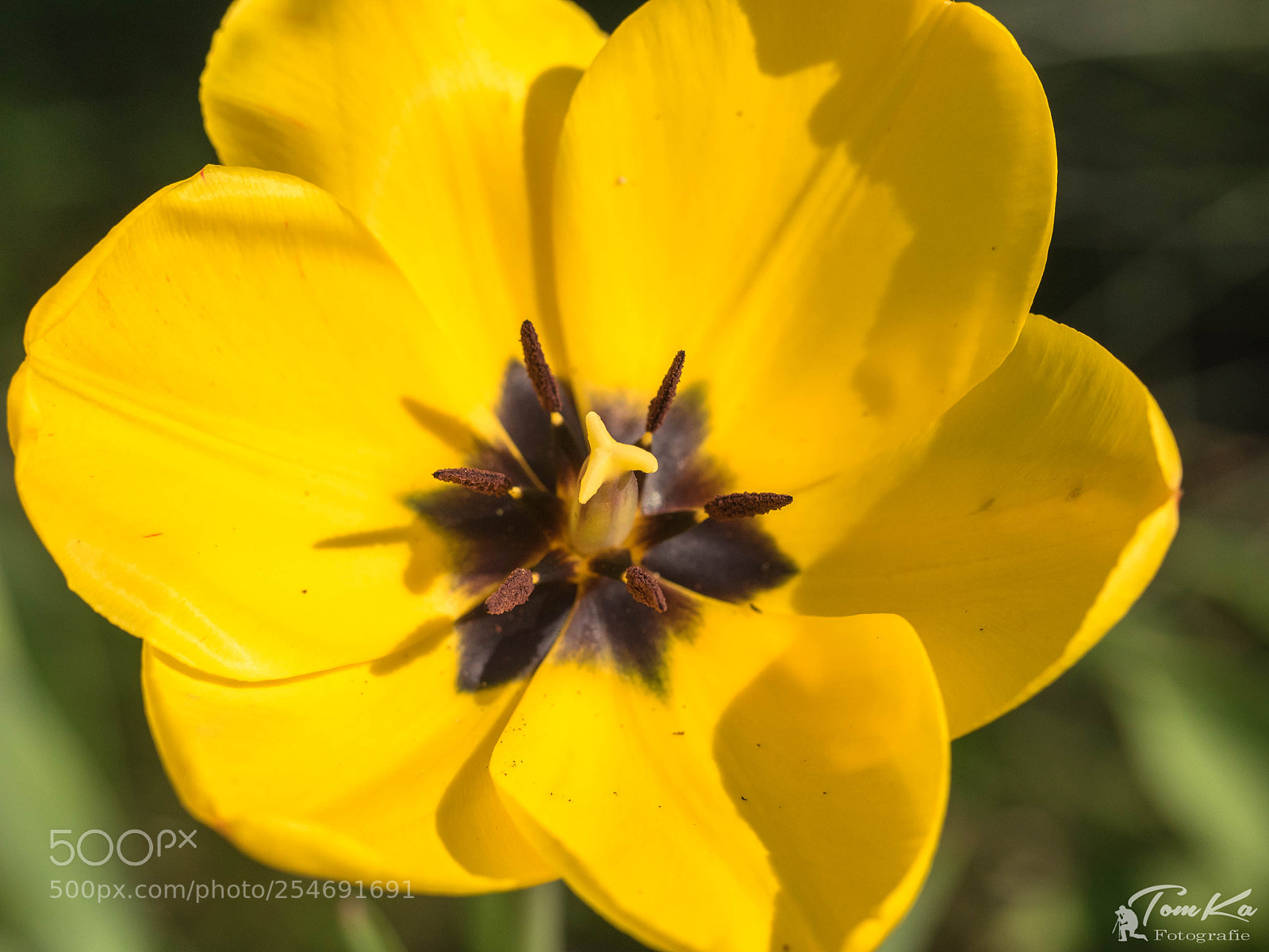 Olympus OM-D E-M1 sample photo. Gelbe tulpe (tulipa) photography