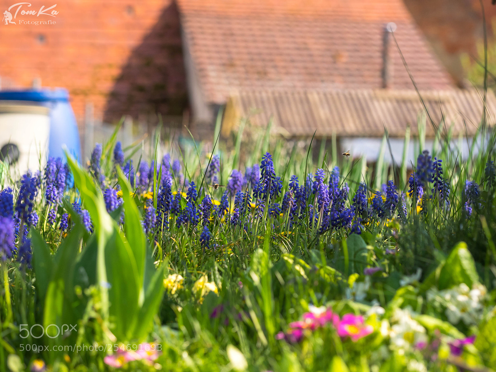 Olympus OM-D E-M1 sample photo. Kleine traubenhyazinthe - muscari photography