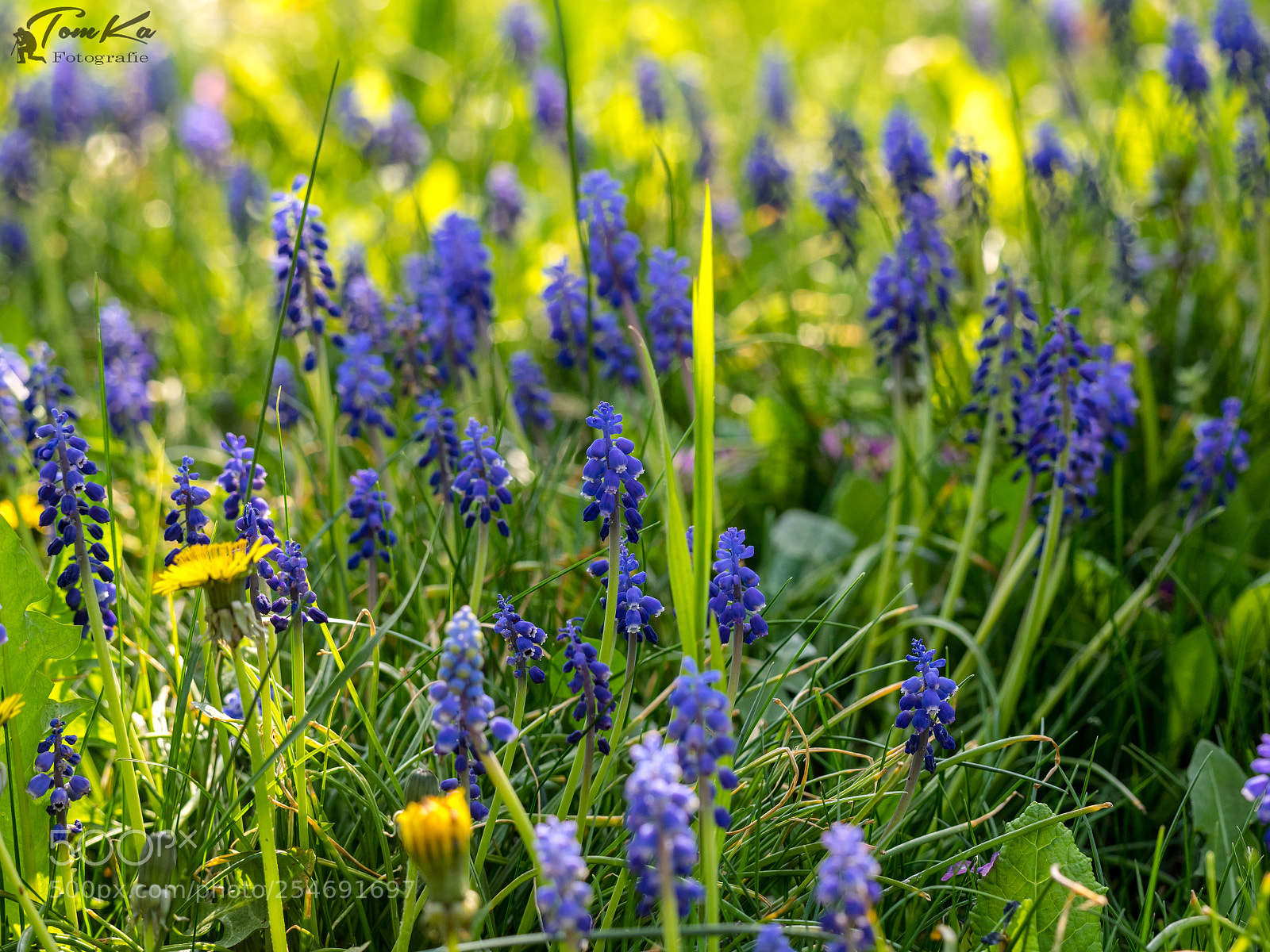 Olympus OM-D E-M1 sample photo. Kleine traubenhyazinthe - muscari photography
