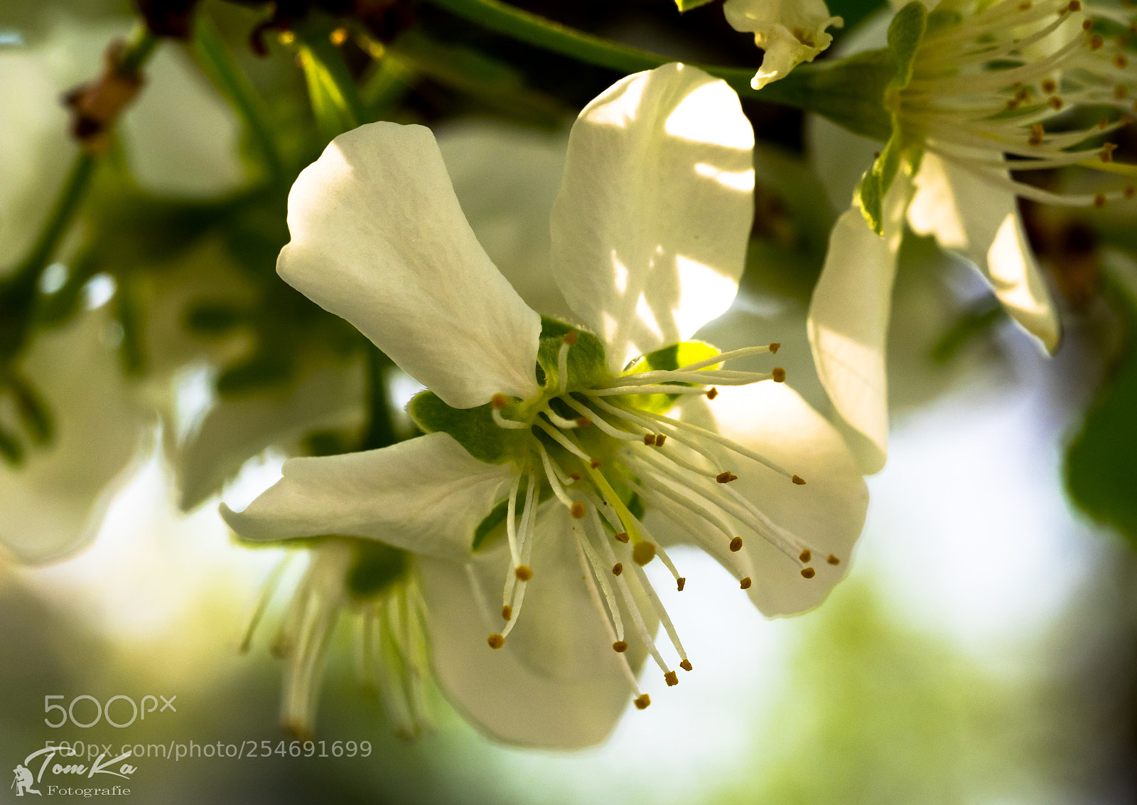 Olympus OM-D E-M1 sample photo. Kupfer-felsenbirne (amelanchier lamarckii) photography