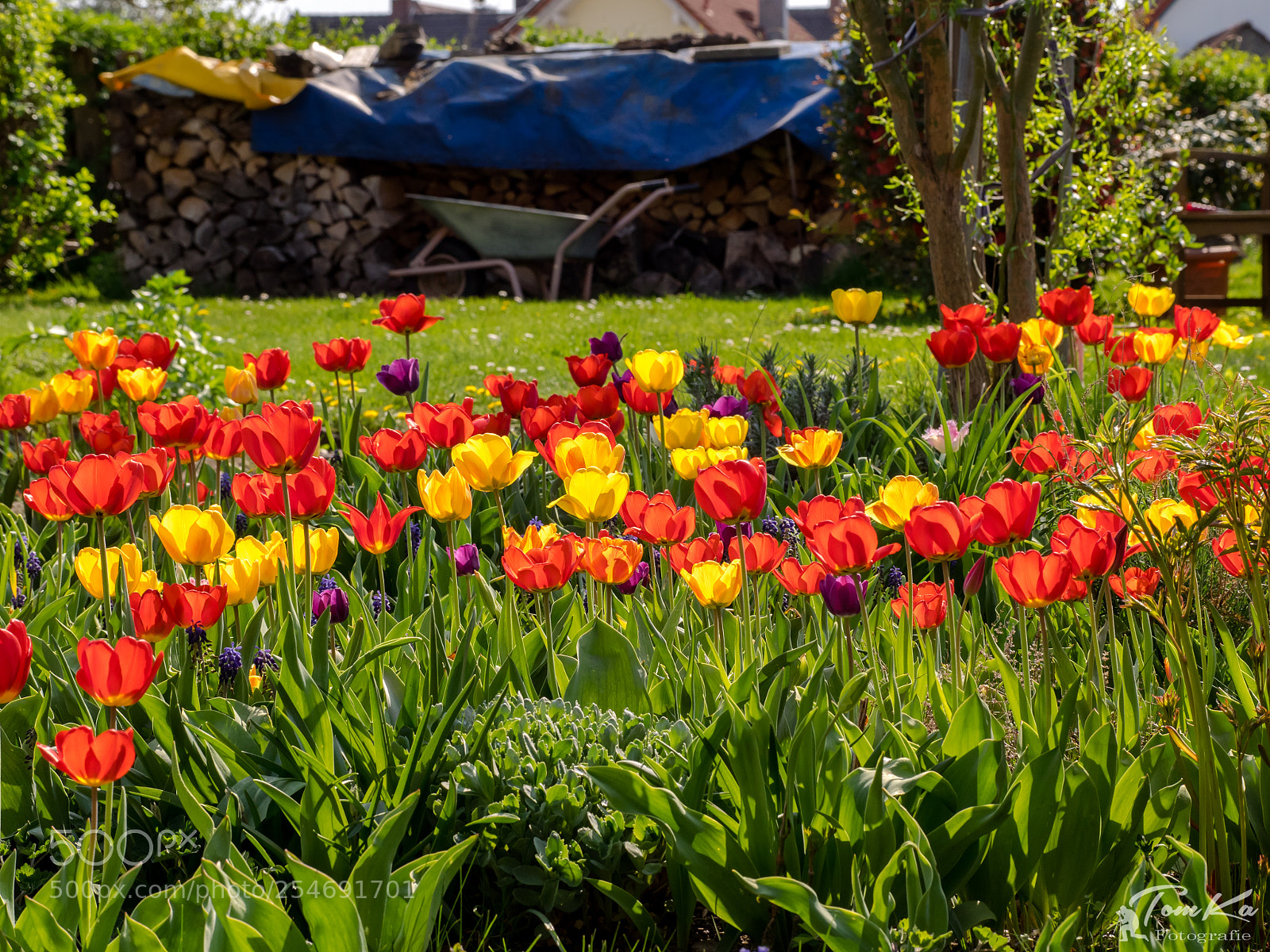 Olympus OM-D E-M1 sample photo. Tulpenmeer photography