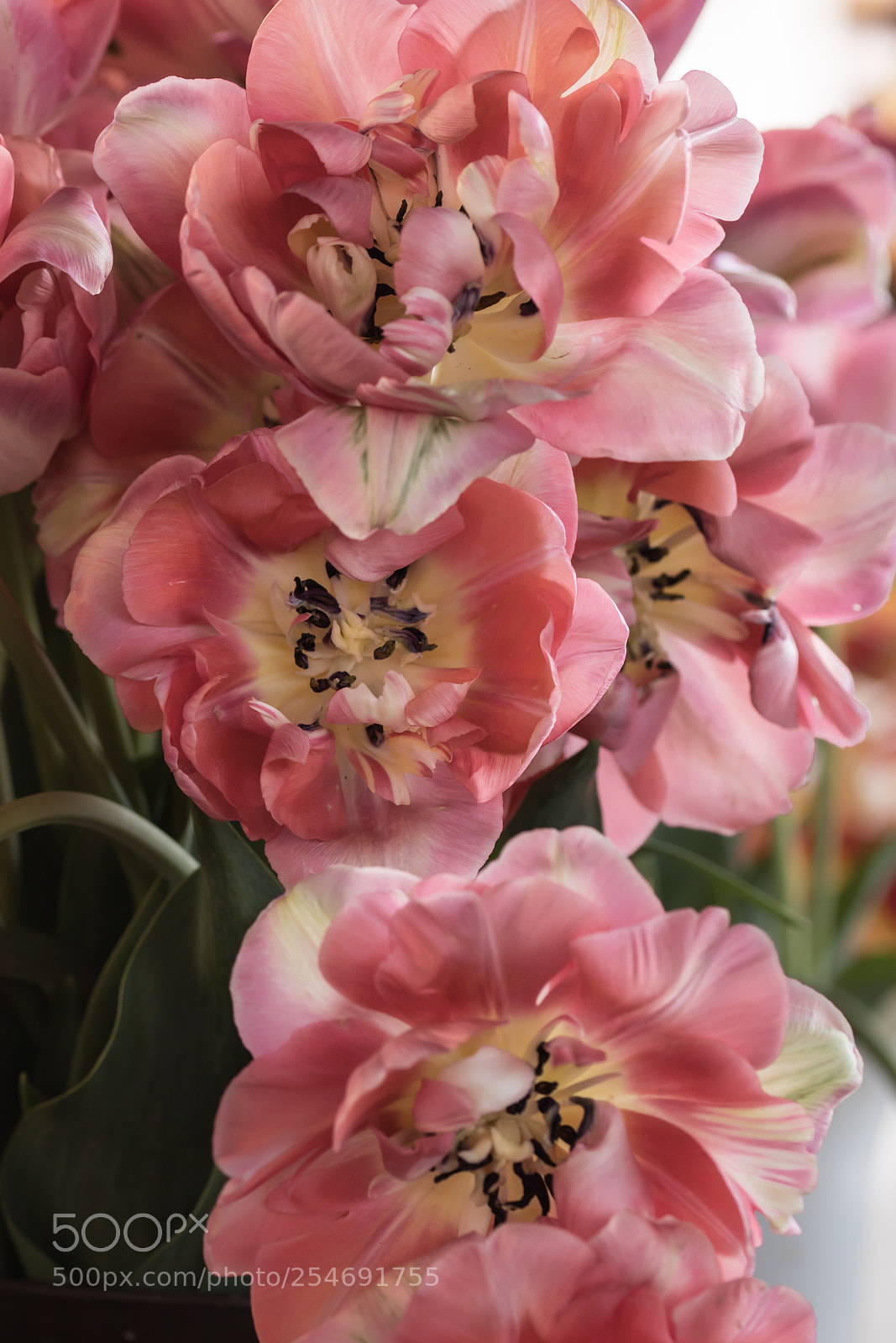 Canon EOS 77D (EOS 9000D / EOS 770D) sample photo. Tulips in the market photography