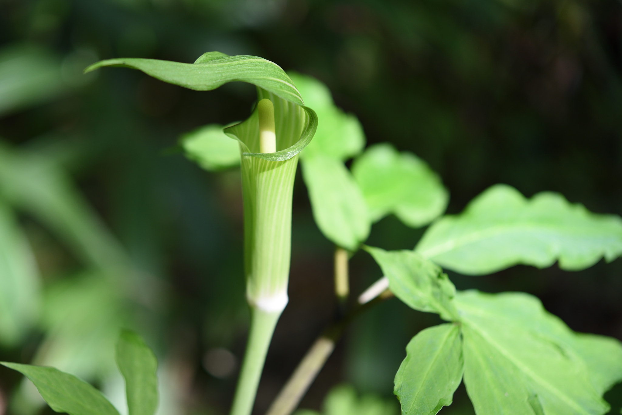 Nikon AF-S Micro-Nikkor 60mm F2.8G ED sample photo. マムシグサ 金沢城公園 photography