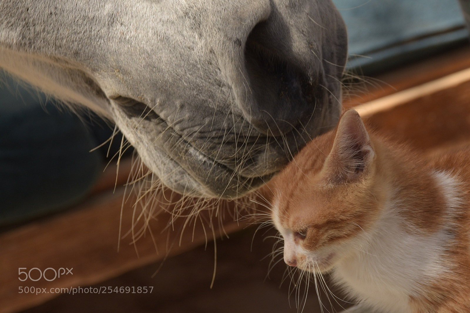 Nikon D3300 sample photo. Big friend 2 photography