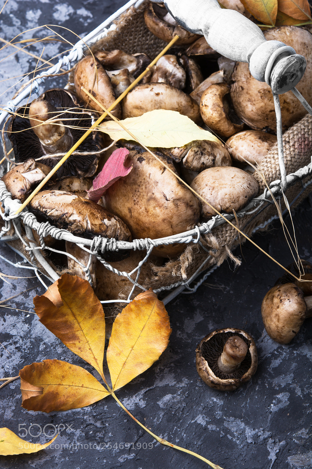 Nikon D7100 sample photo. Forest autumn mushrooms photography
