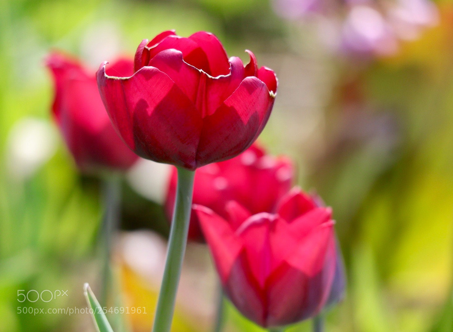 Canon EOS M50 (EOS Kiss M) sample photo. Purple photography