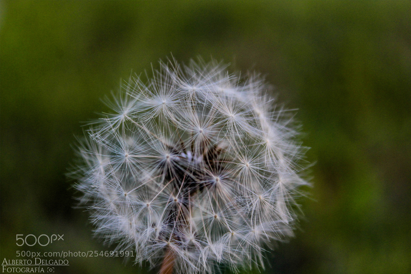 Canon EOS 1200D (EOS Rebel T5 / EOS Kiss X70 / EOS Hi) sample photo. Lion's tooth photography