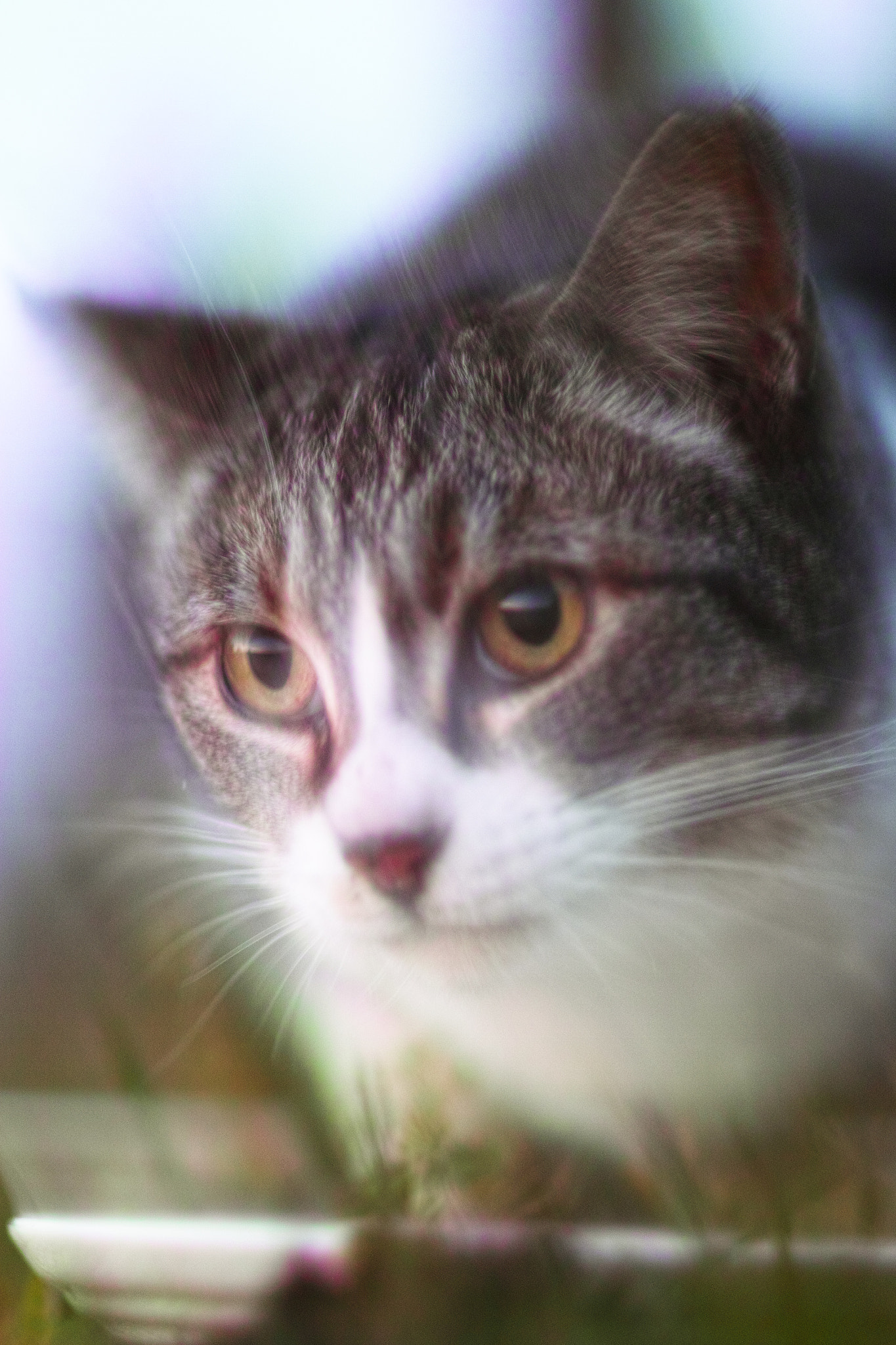 Sigma SD1 Merrill + Sigma 85mm F1.4 EX DG HSM sample photo. Cat every day photography