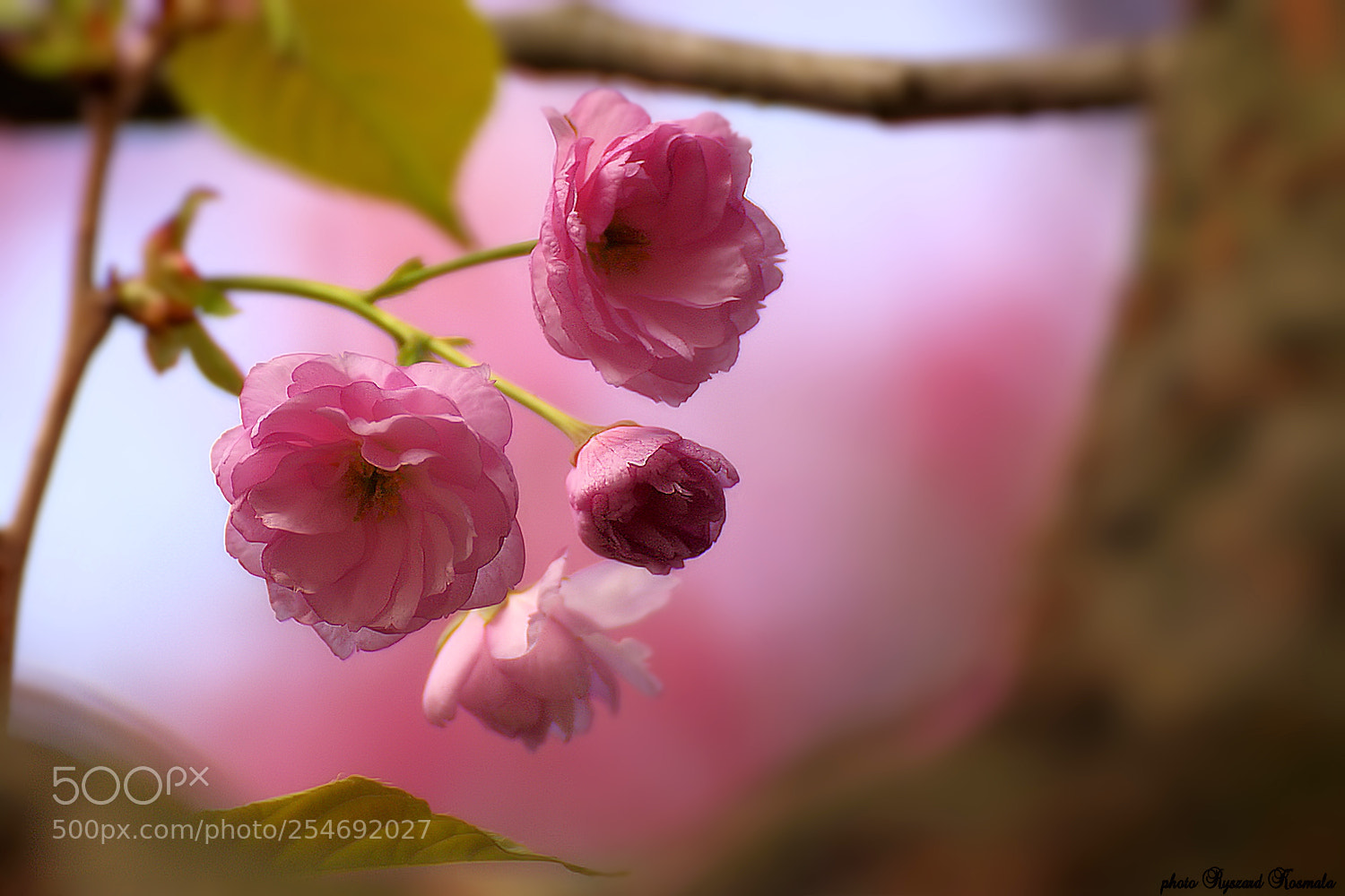 Sony Alpha DSLR-A300 sample photo. Flowers of joy photography