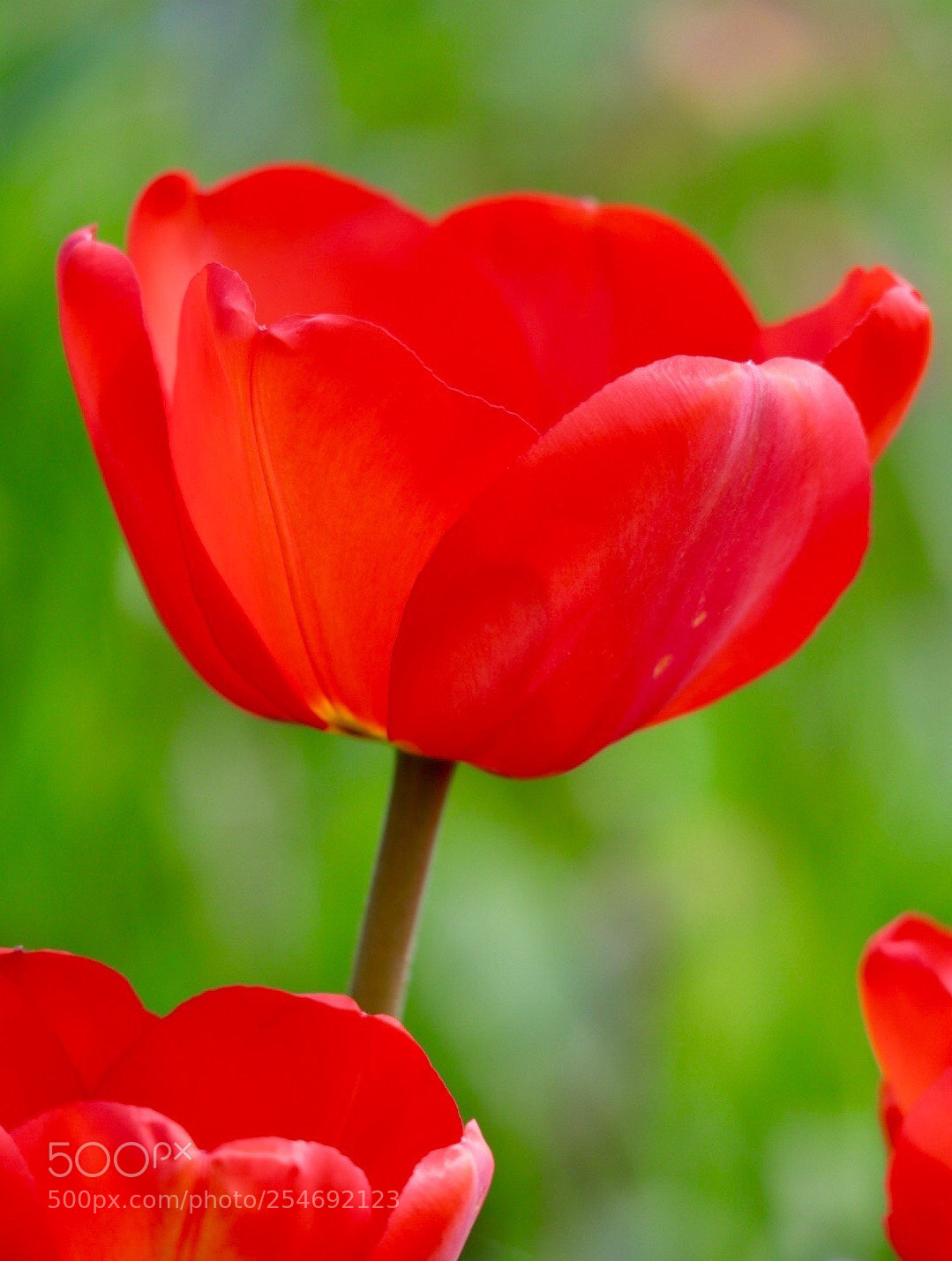 Canon EOS M50 (EOS Kiss M) sample photo. Red & green photography