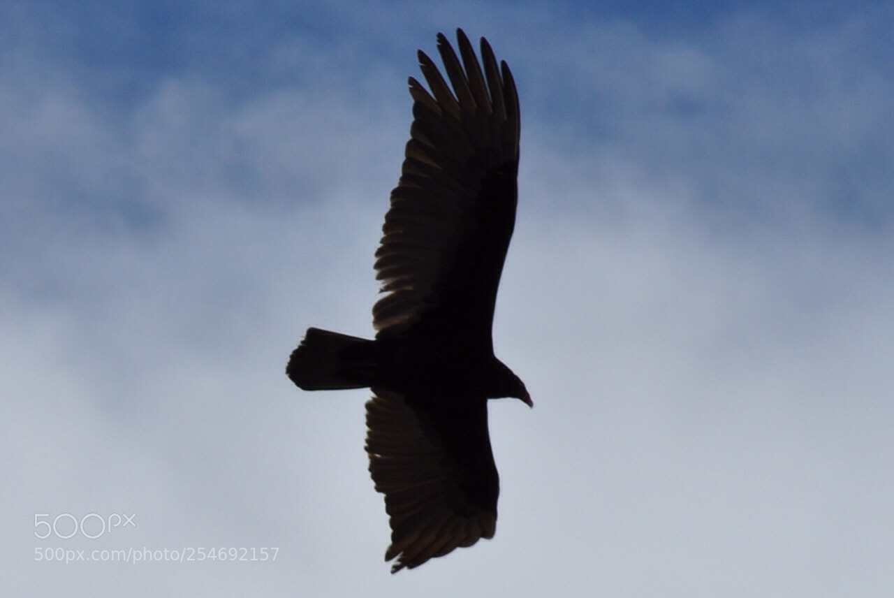 Nikon D5000 sample photo. Vulture freedom photography
