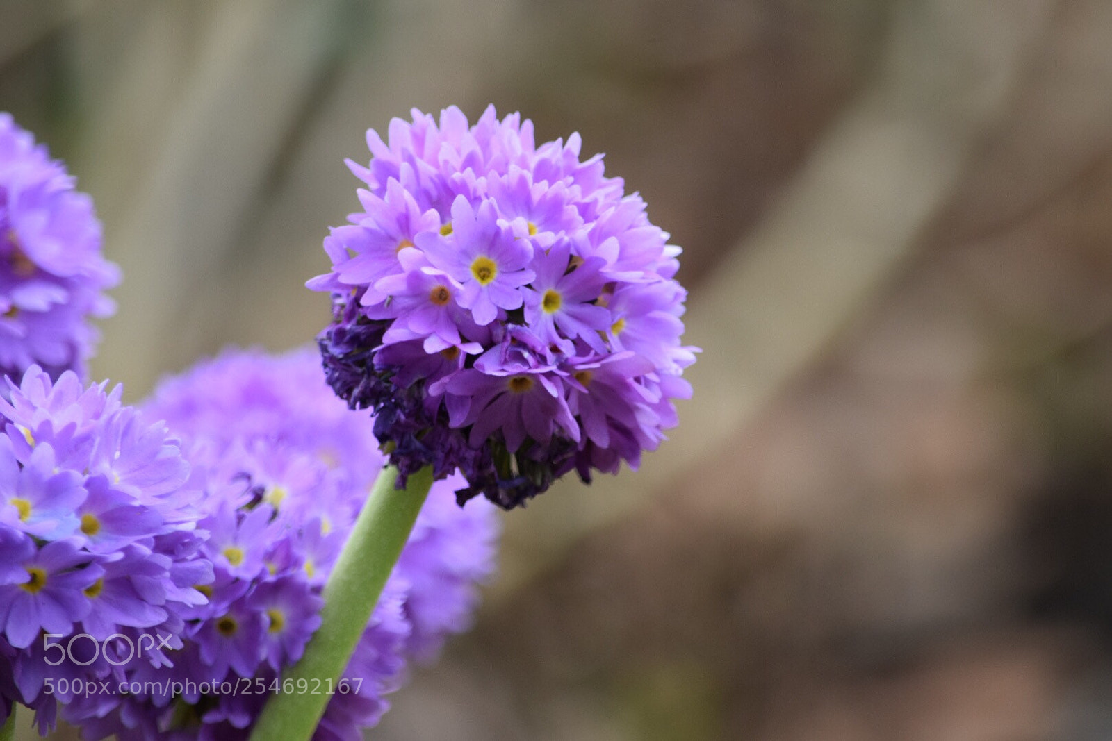 Nikon D5300 sample photo. Untitled photography