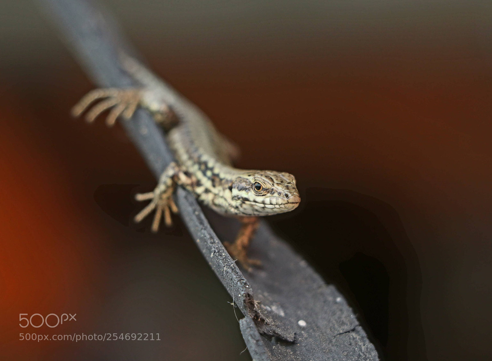 Canon EOS 80D sample photo. Lizard photography