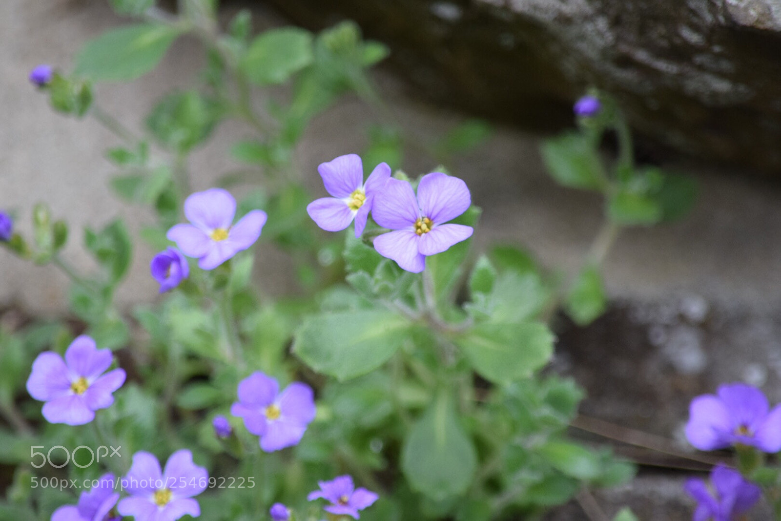 Nikon D5300 sample photo. Untitled photography