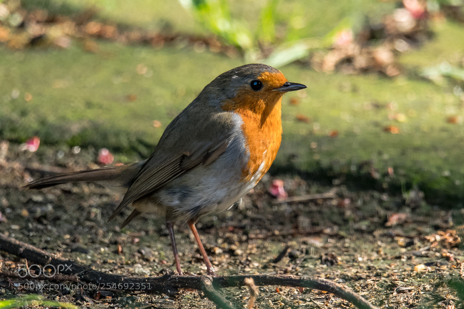 Nikon D850 sample photo. Ground robin photography