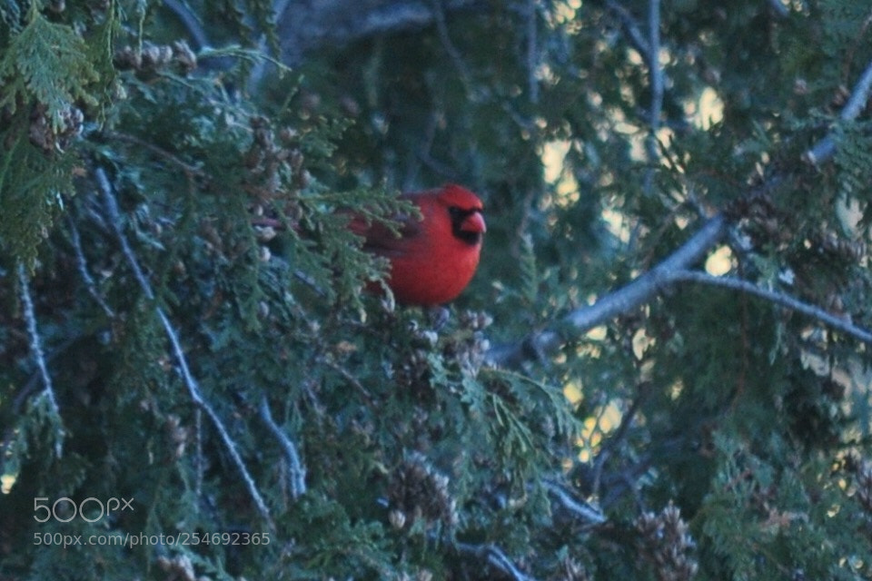 Nikon D5000 sample photo. Morning visitor photography