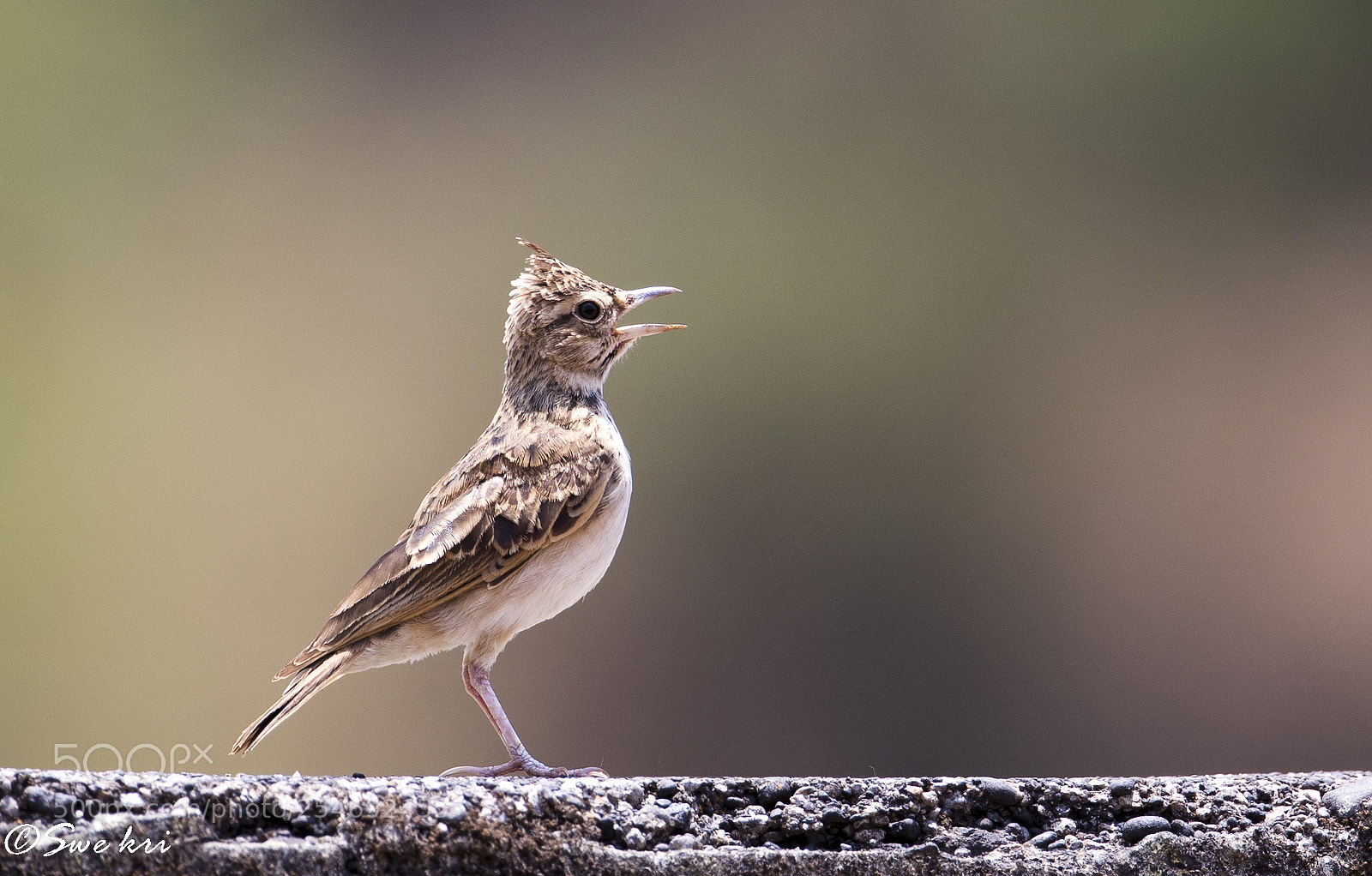 Canon EOS 5D Mark IV sample photo. Malabar lark photography