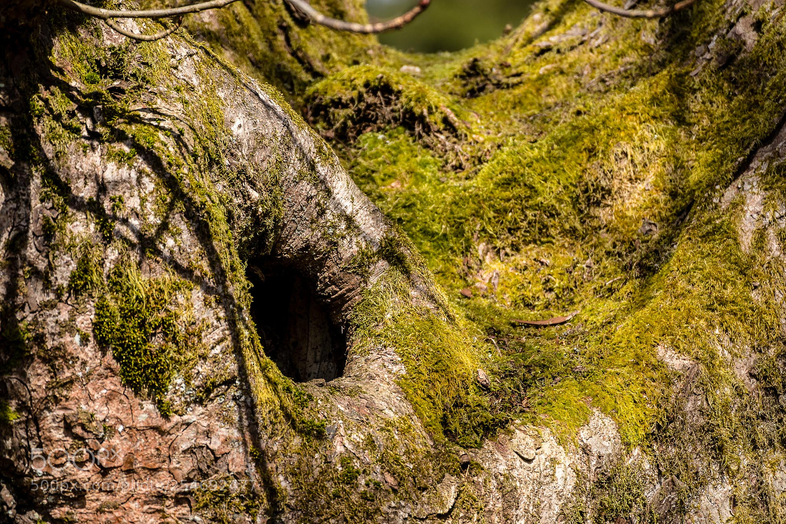 Pentax K-S2 sample photo. Forest series #16 photography