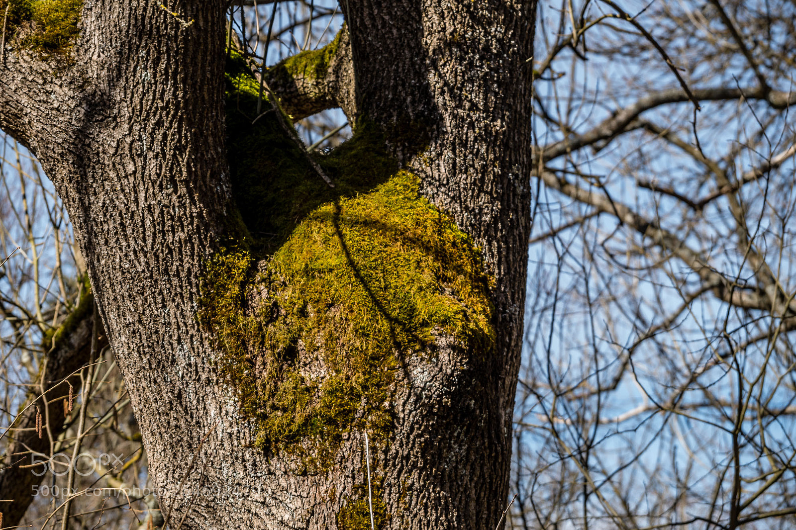 Pentax K-S2 sample photo. Forest series #15 photography