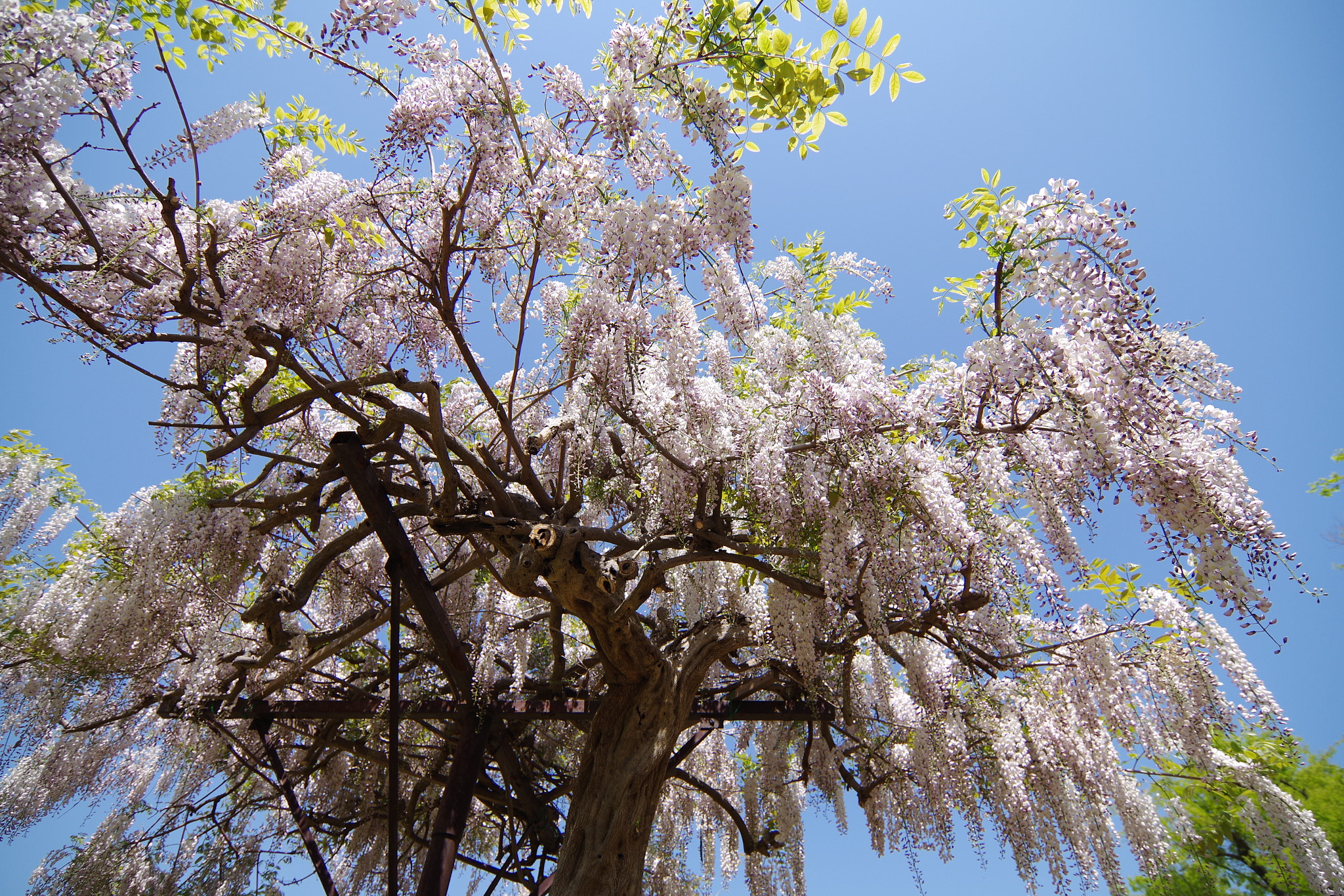 Pentax K-S2 sample photo. Japanese wisteria 2018 #1 photography