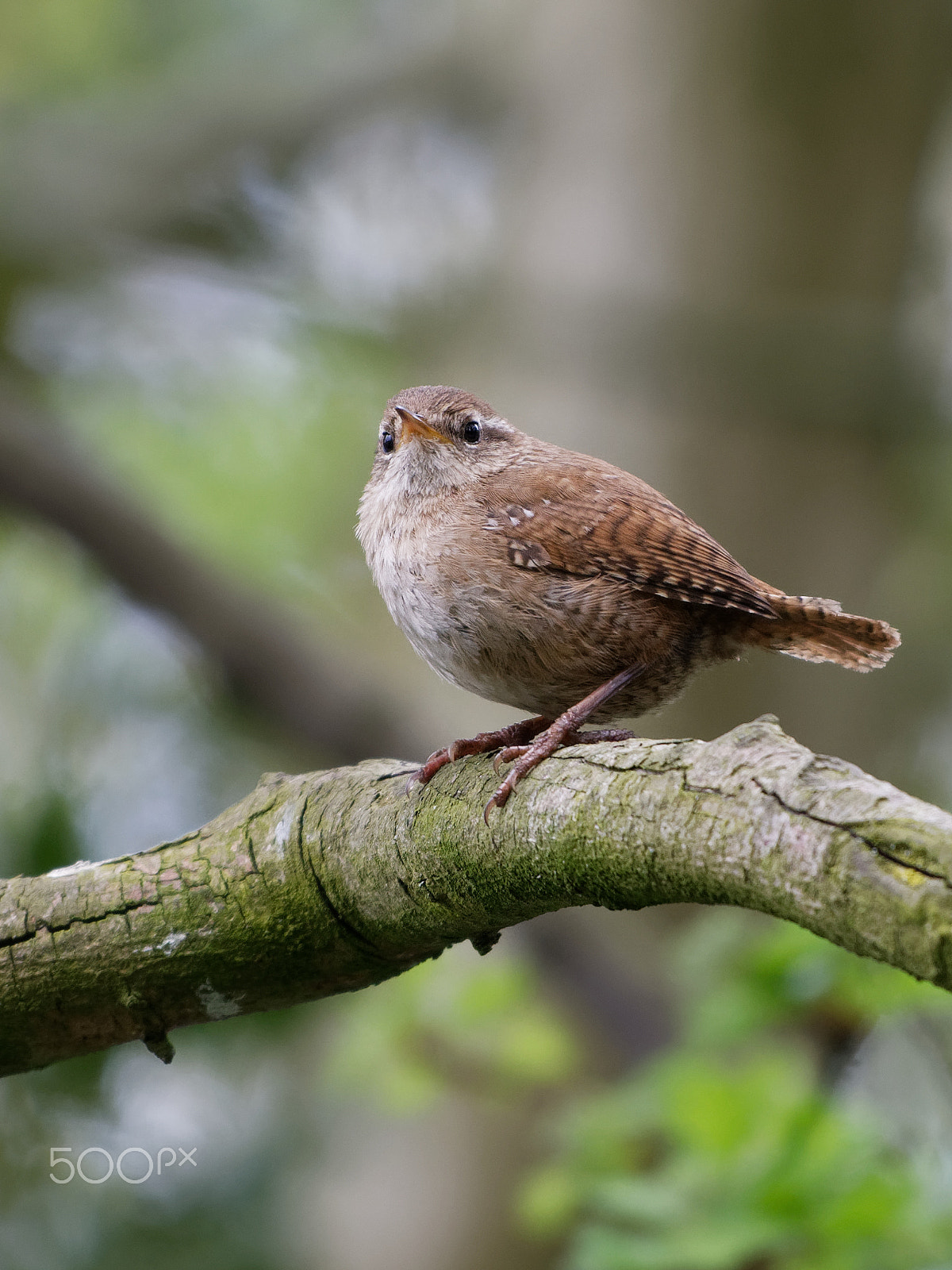 Nikon AF-S Nikkor 200-500mm F5.6E ED VR sample photo. Wren photography