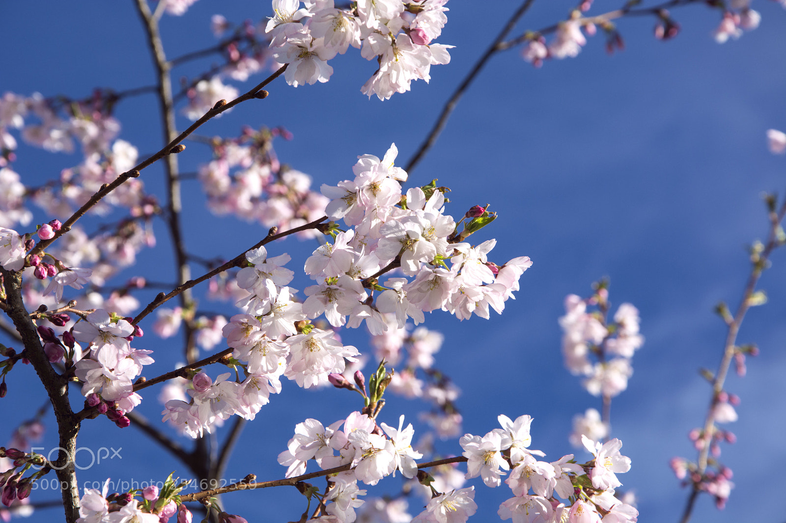 Nikon D5200 sample photo. Cherry blossom photography
