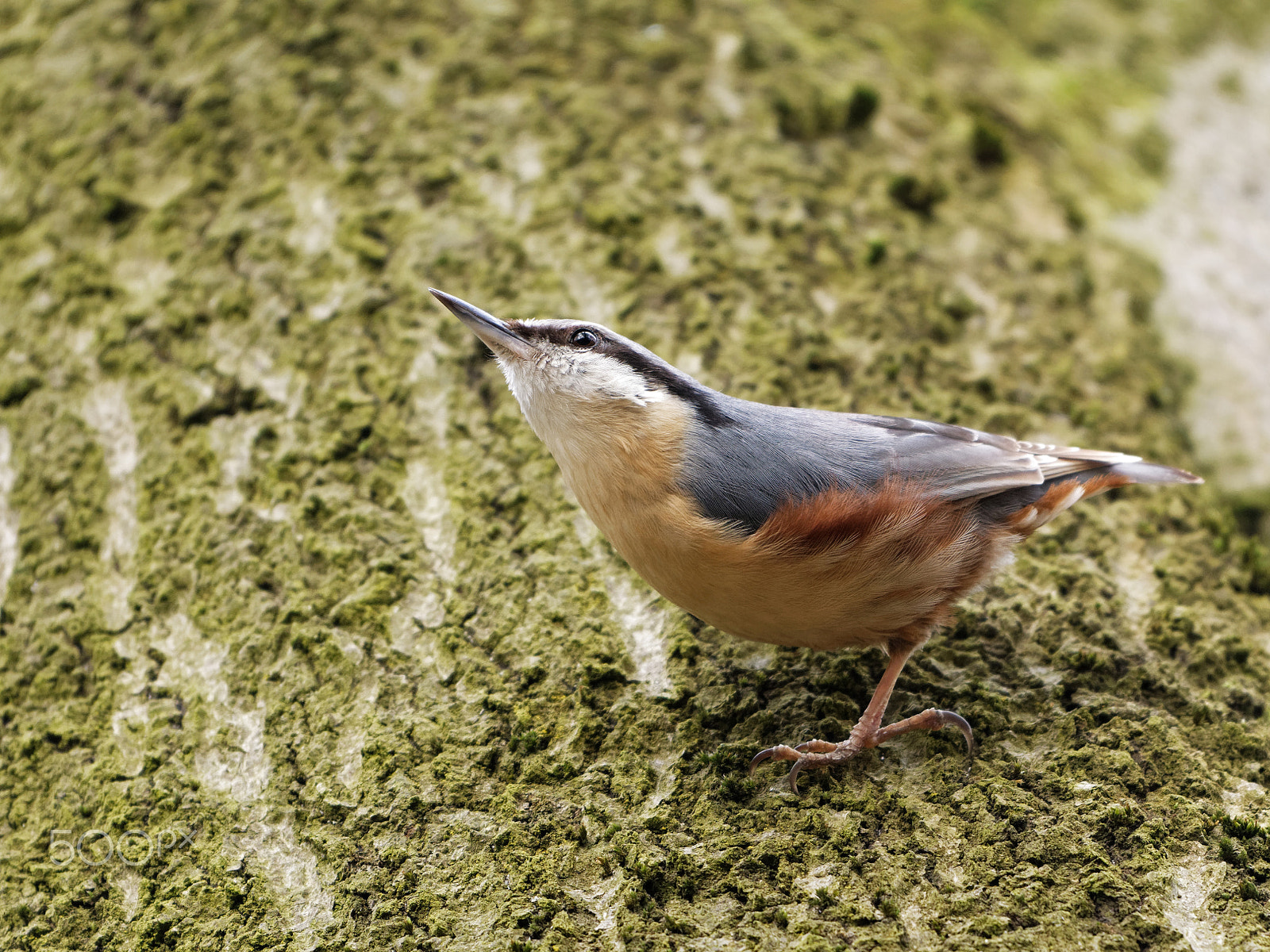 Nikon AF-S Nikkor 200-500mm F5.6E ED VR sample photo. Nuthatch photography
