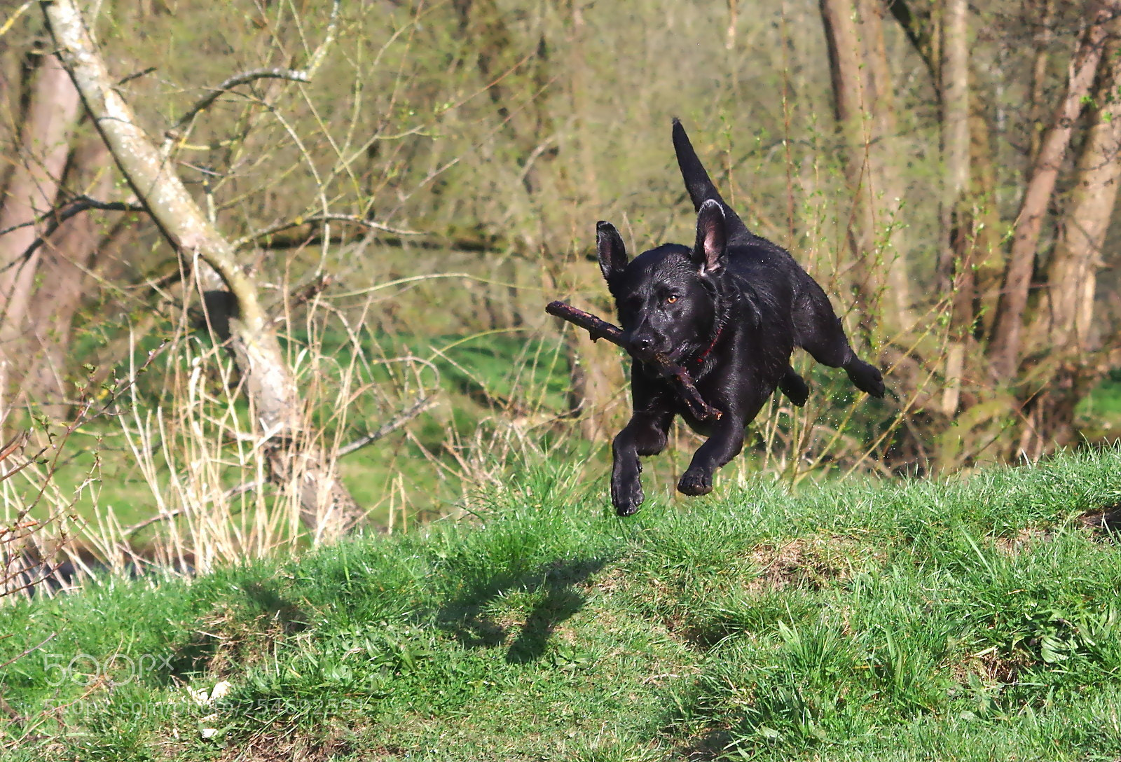 Pentax K-3 sample photo. Fetch! photography