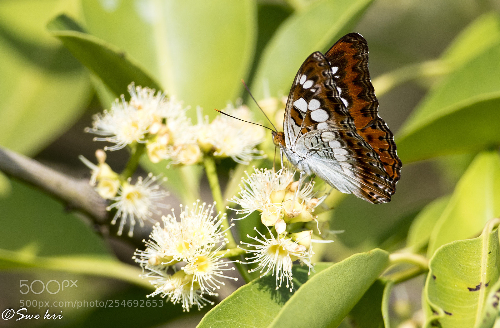Canon EOS 5D Mark IV sample photo. Moduza procris, the commander photography