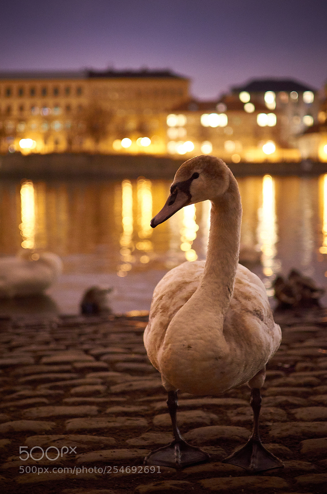 Nikon D7000 sample photo. Night swan photography