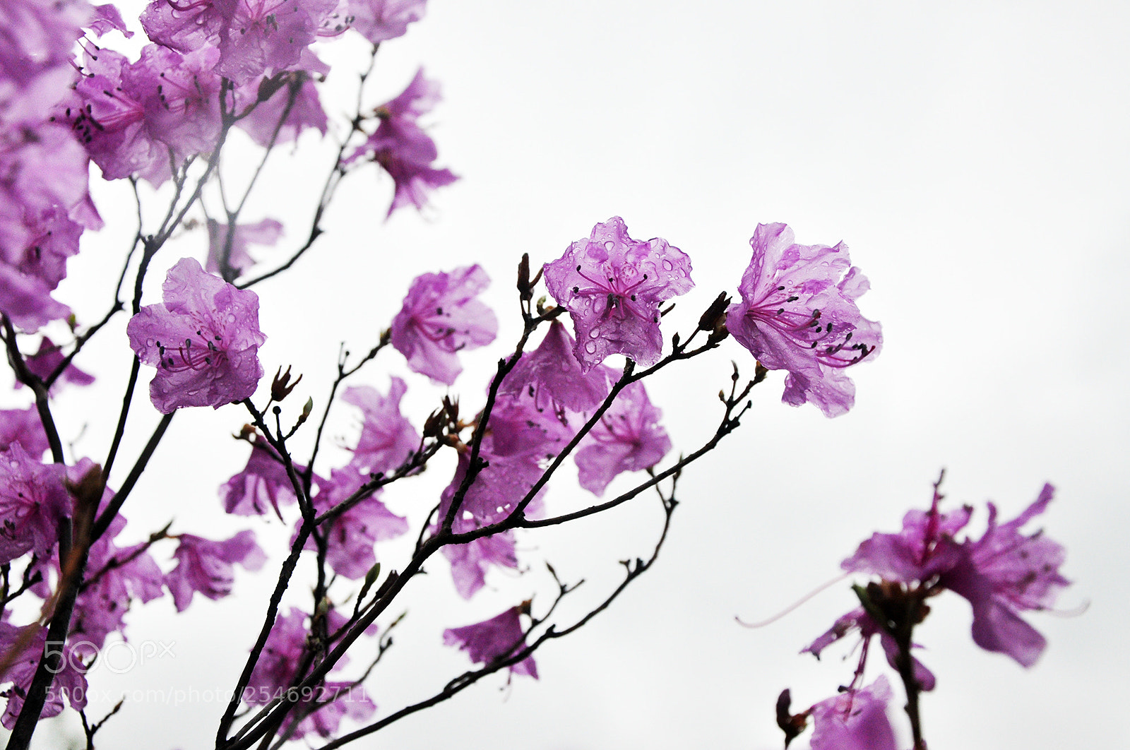 Nikon D90 sample photo. Azalea photography