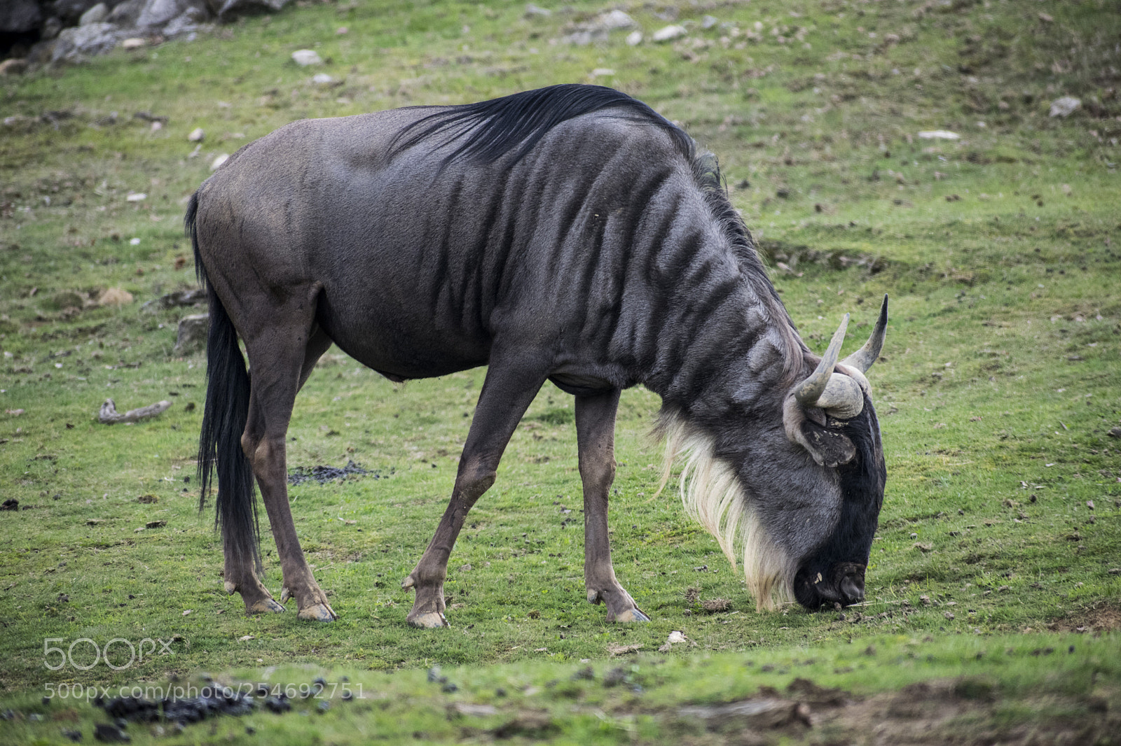 Nikon D3300 sample photo. Gnu photography