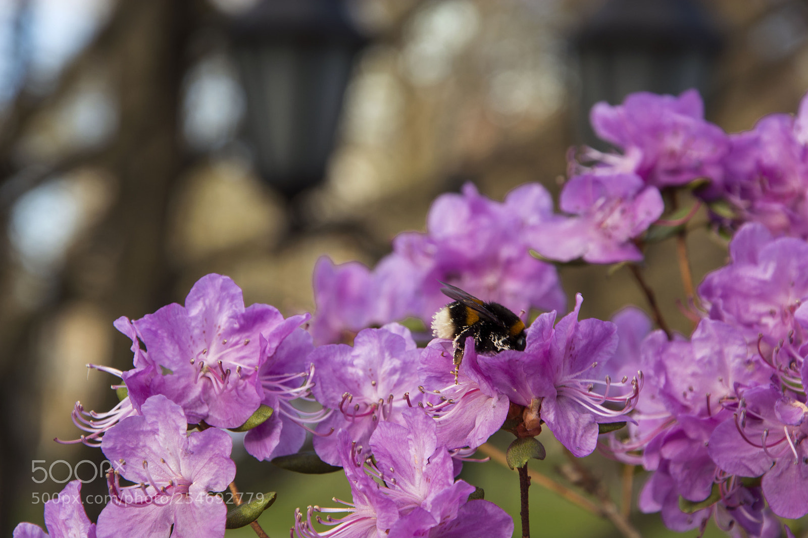 Nikon D5200 sample photo. Working bumblebee photography