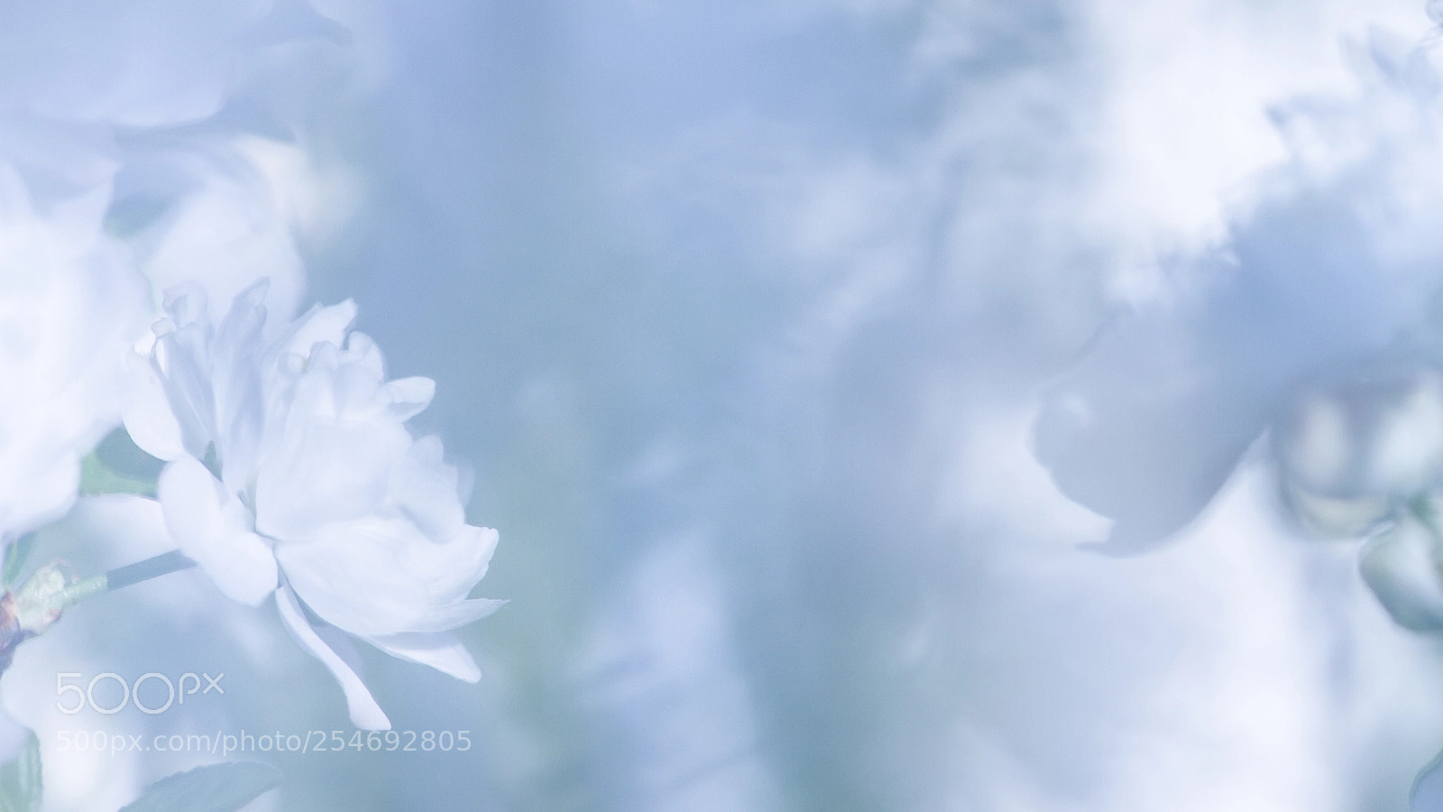 Canon EOS 7D sample photo. White flower photography