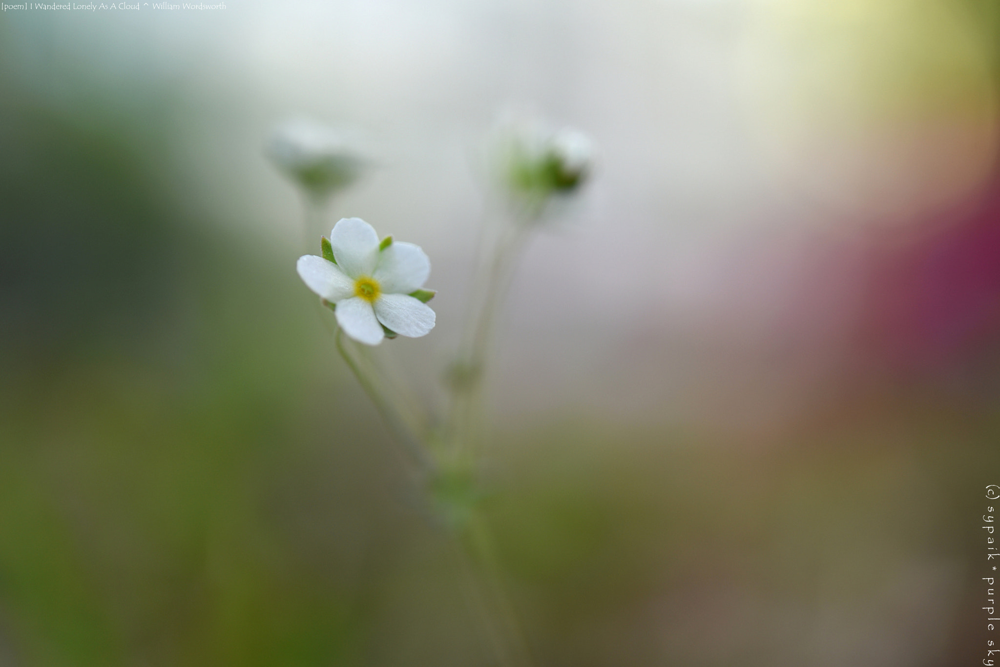 Nikon D750 + Nikon AF-S Micro-Nikkor 60mm F2.8G ED sample photo. I wandered lonely as a cloud * photography