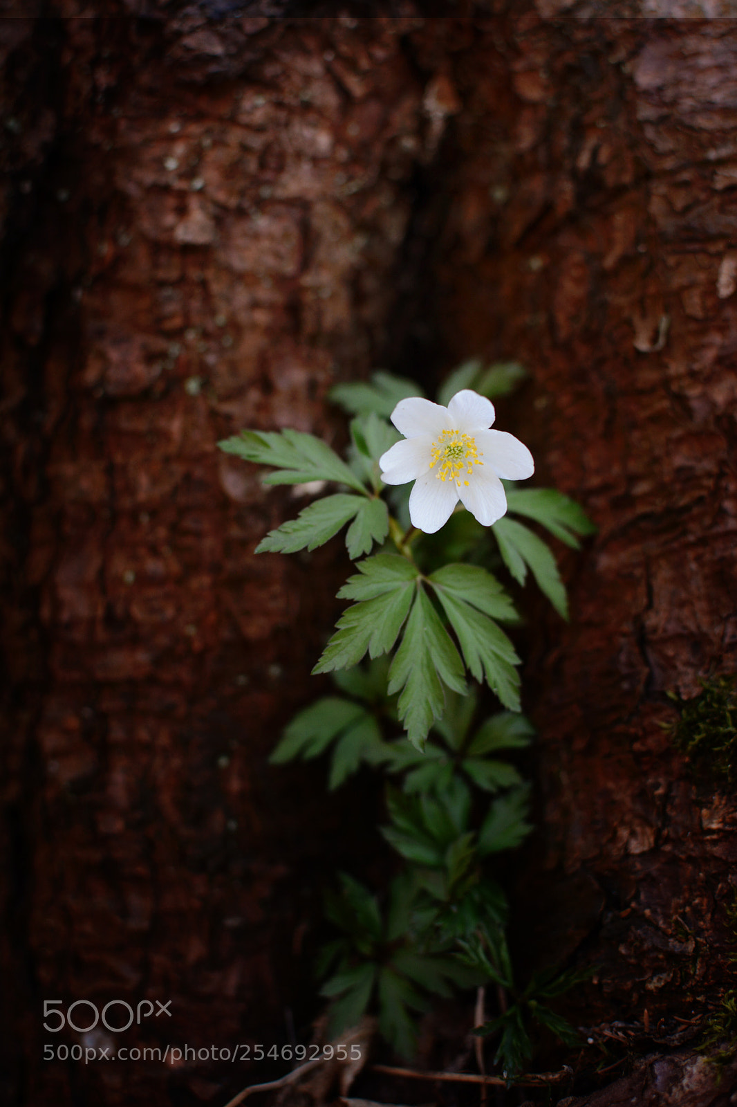 Nikon D7100 sample photo. Hidden beauty photography