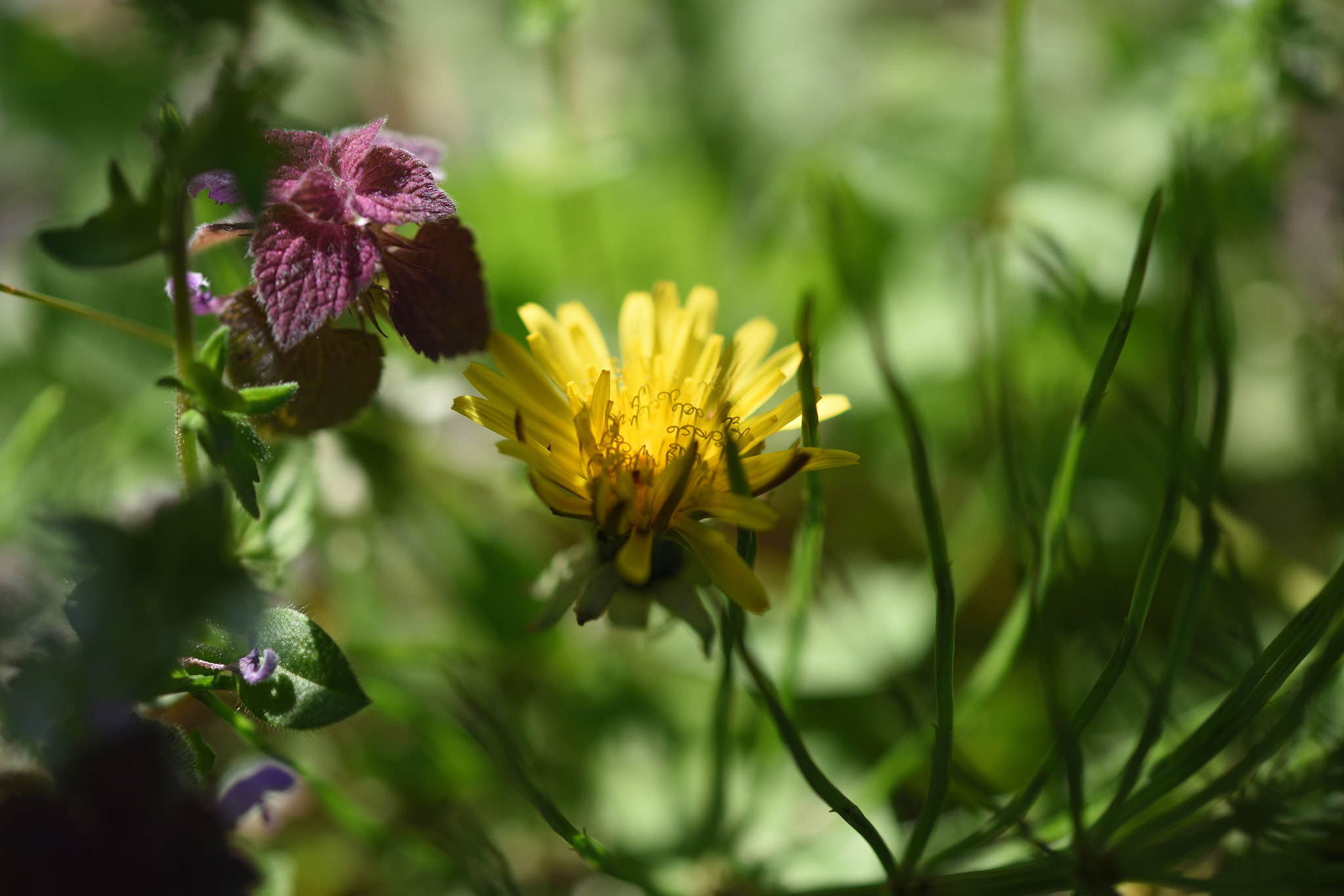 Nikon D750 + Nikon AF-S Micro-Nikkor 60mm F2.8G ED sample photo. タンポポ 金沢城公園 photography