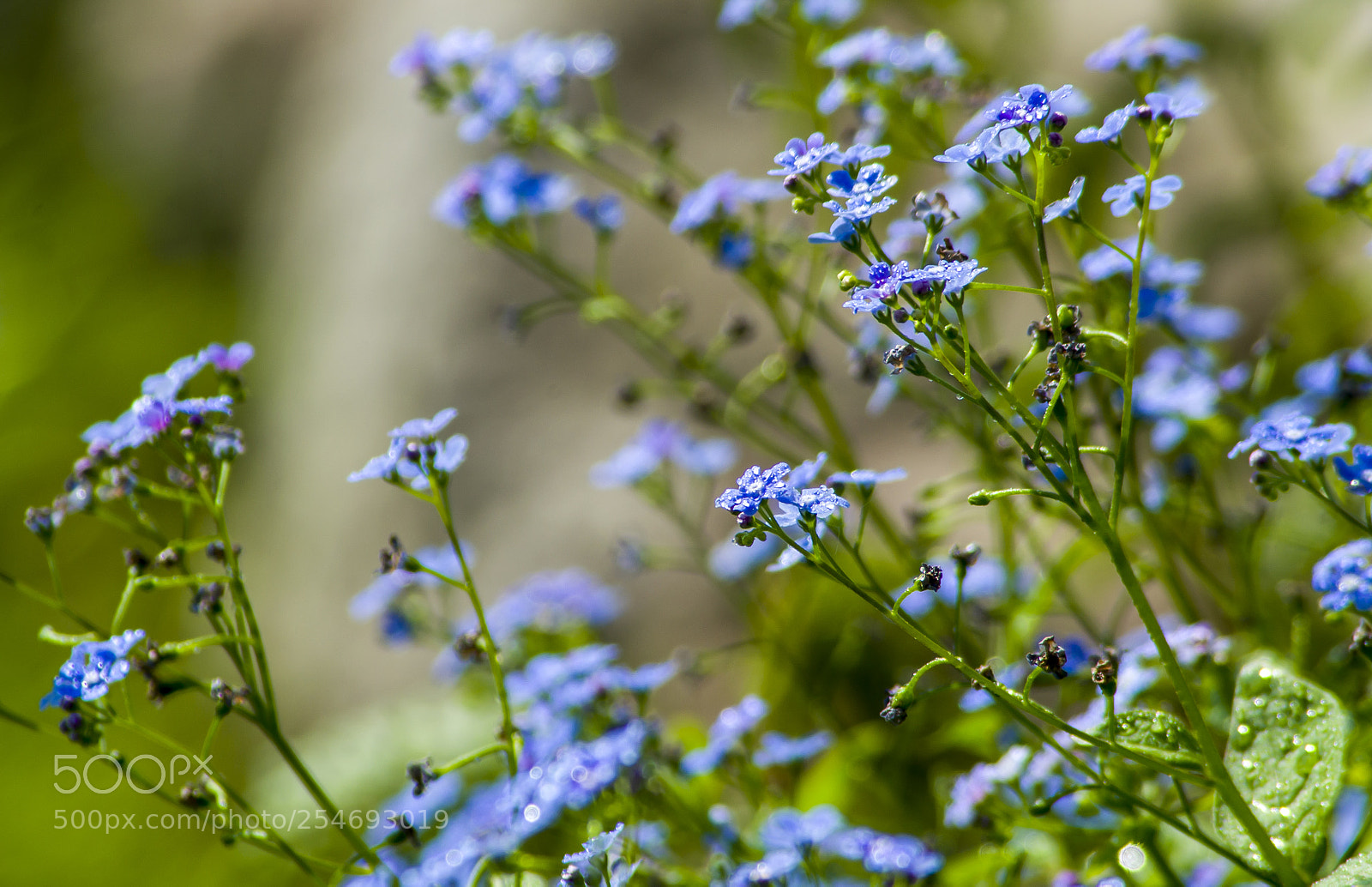 Nikon D3100 sample photo. Tavasz..springtime photography