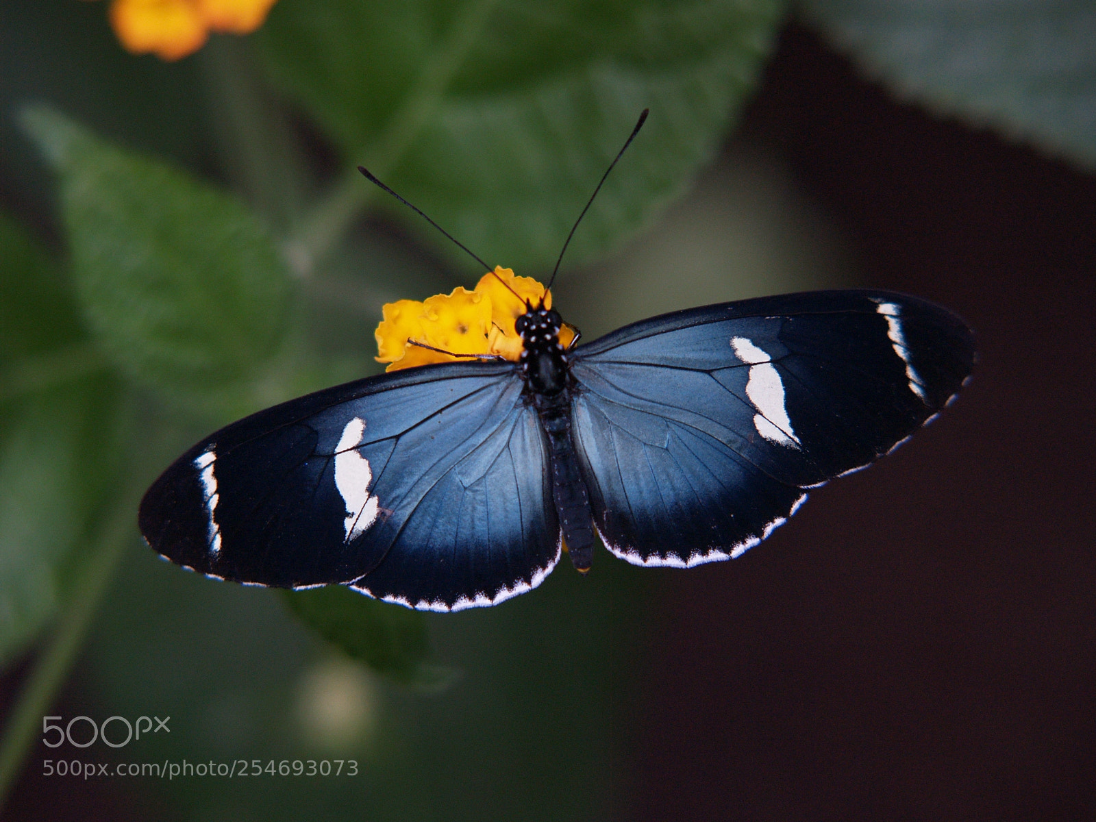 Olympus E-300 (EVOLT E-300) sample photo. Blue heliconid (heliconius sara) photography