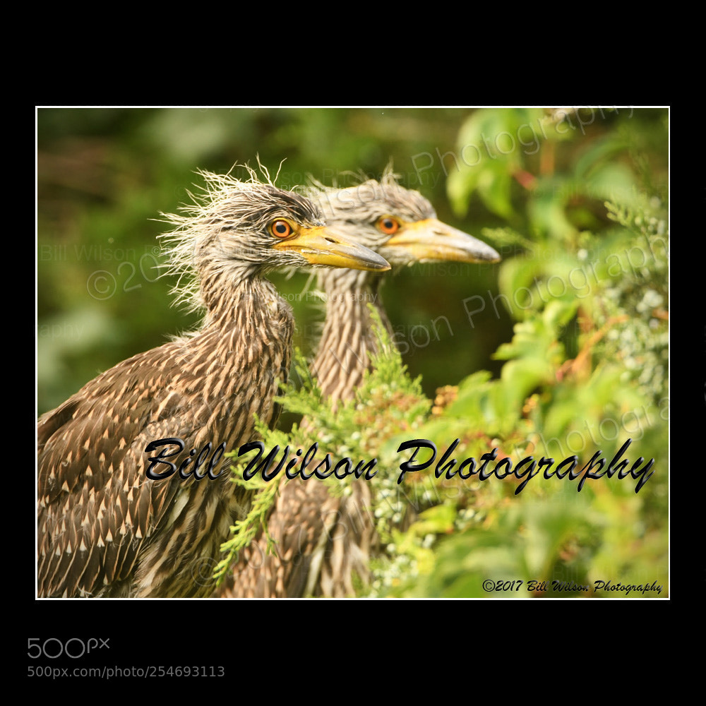 Nikon D500 sample photo. Night heron chicks photography