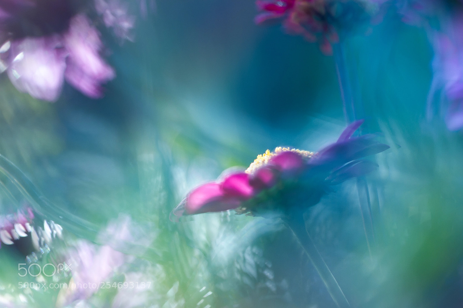 Canon EOS 7D sample photo. Blurry flower photography