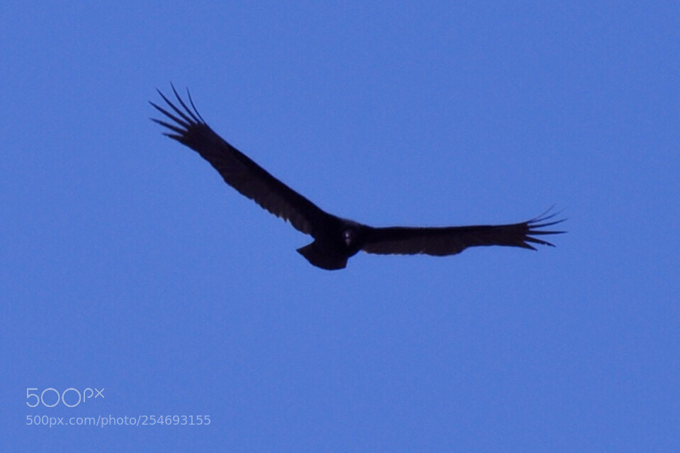 Nikon D5000 sample photo. Soundless soaring photography