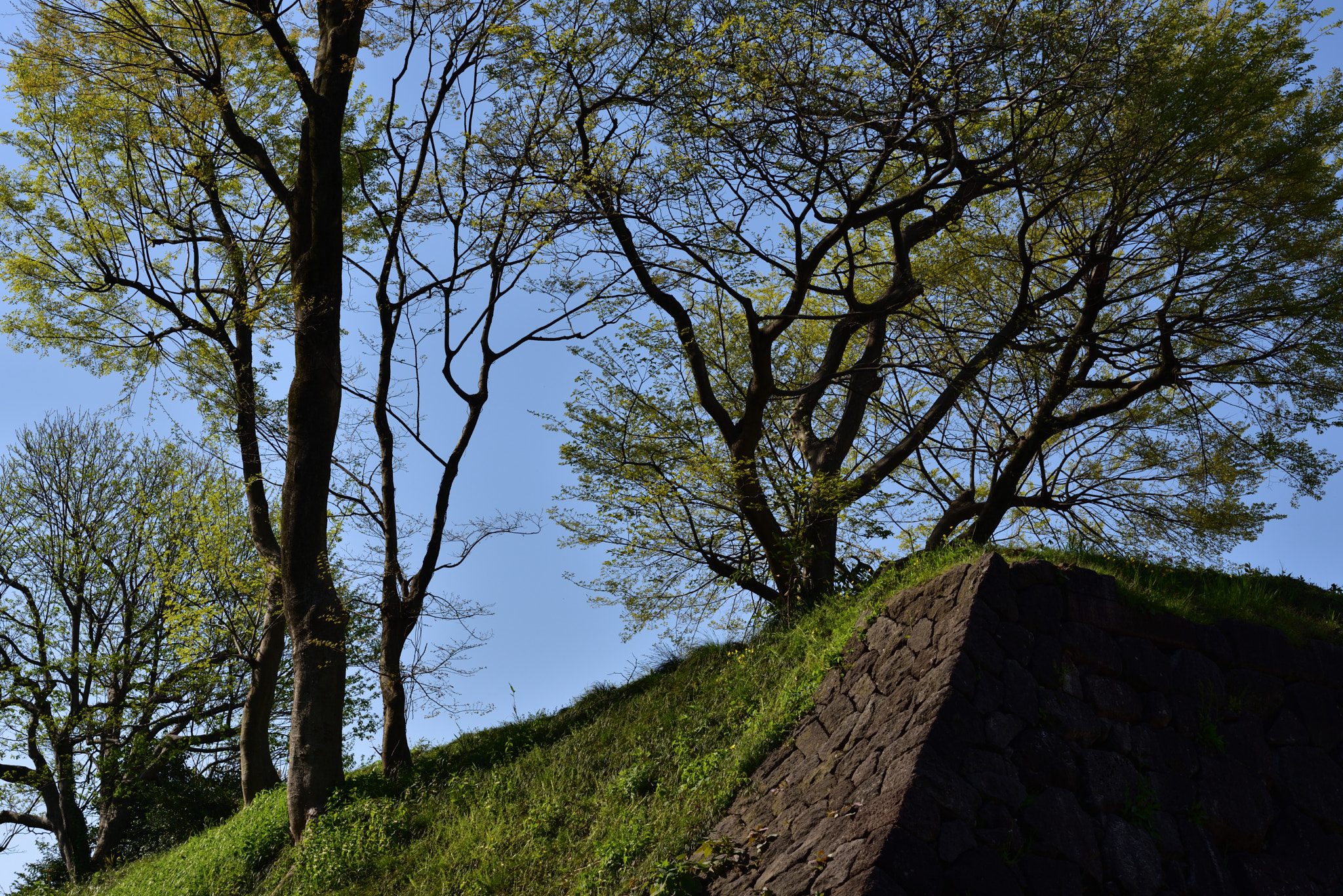 Nikon D750 + Nikon AF-S Micro-Nikkor 60mm F2.8G ED sample photo. 石垣に樹 金沢城公園 photography