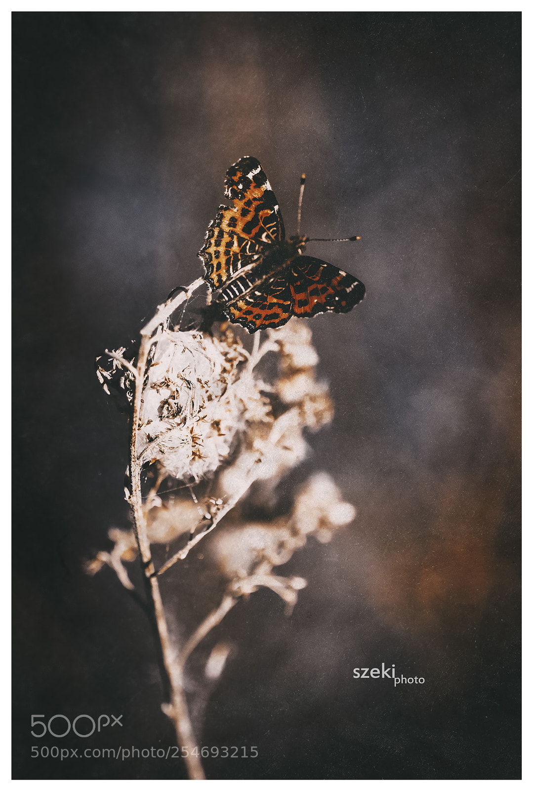Pentax K-3 II sample photo. Wings photography