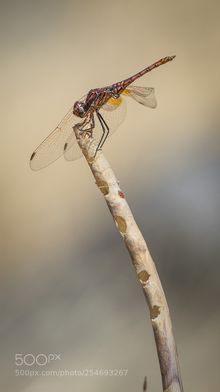 Olympus E-420 (EVOLT E-420) sample photo. Lib lula... dragonfly... feliz photography