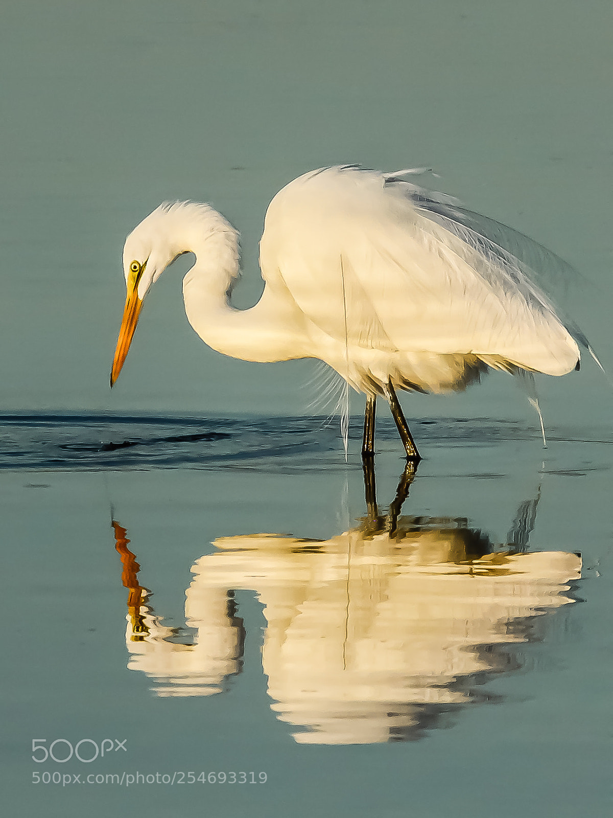 Canon EOS 50D sample photo. Great egret photography