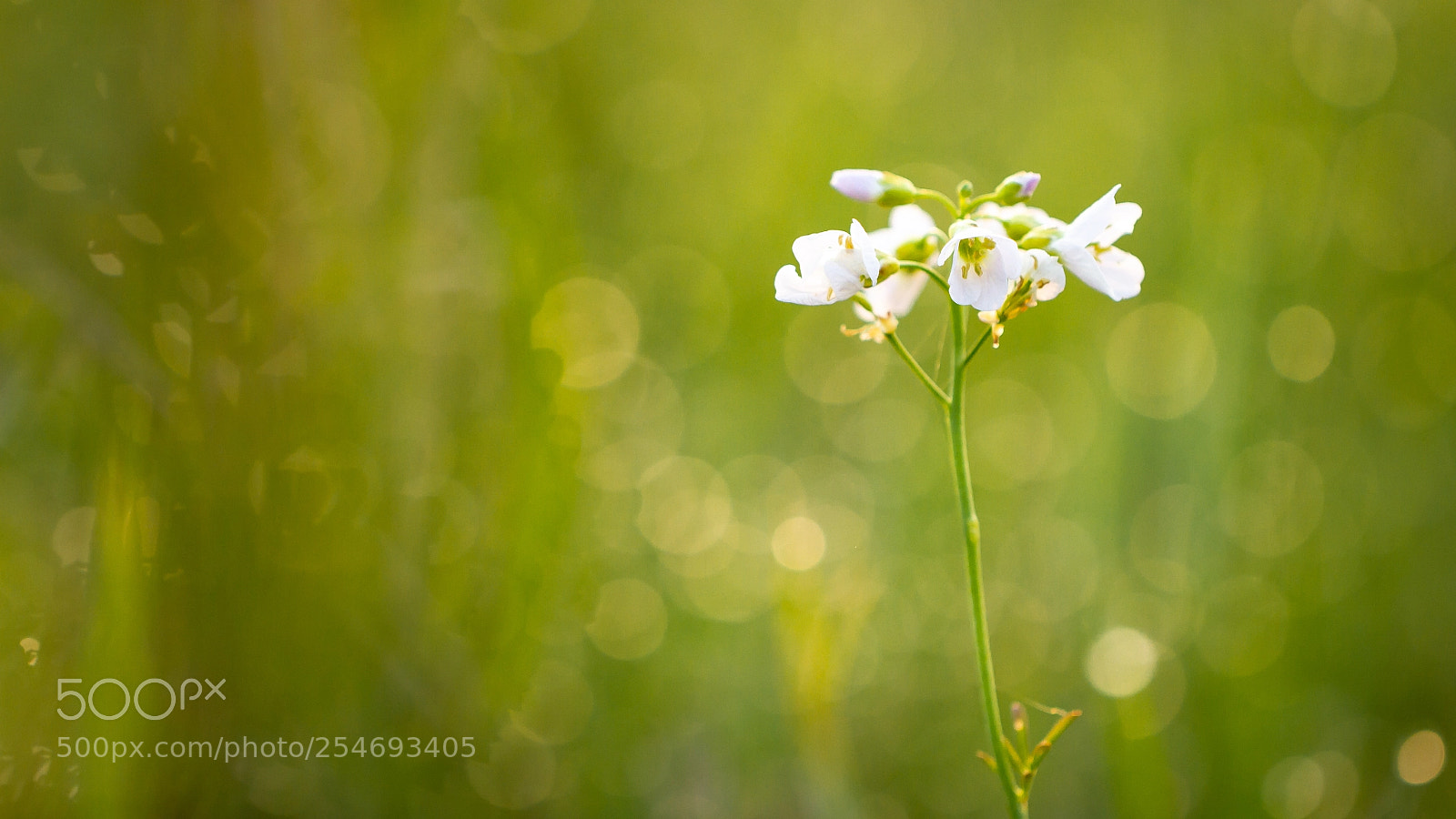 Canon EOS 7D sample photo. Flower in grass photography
